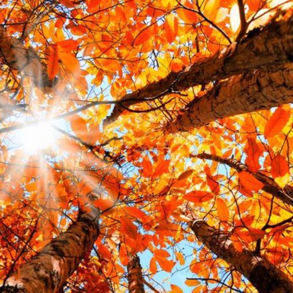 Meet your Posher, Goldie